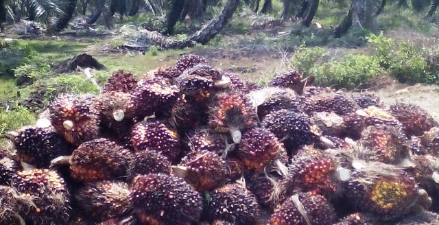 Dilaporkan Curi TBS, PEKAT Bengkalis Dampingi Warga Siak kecil